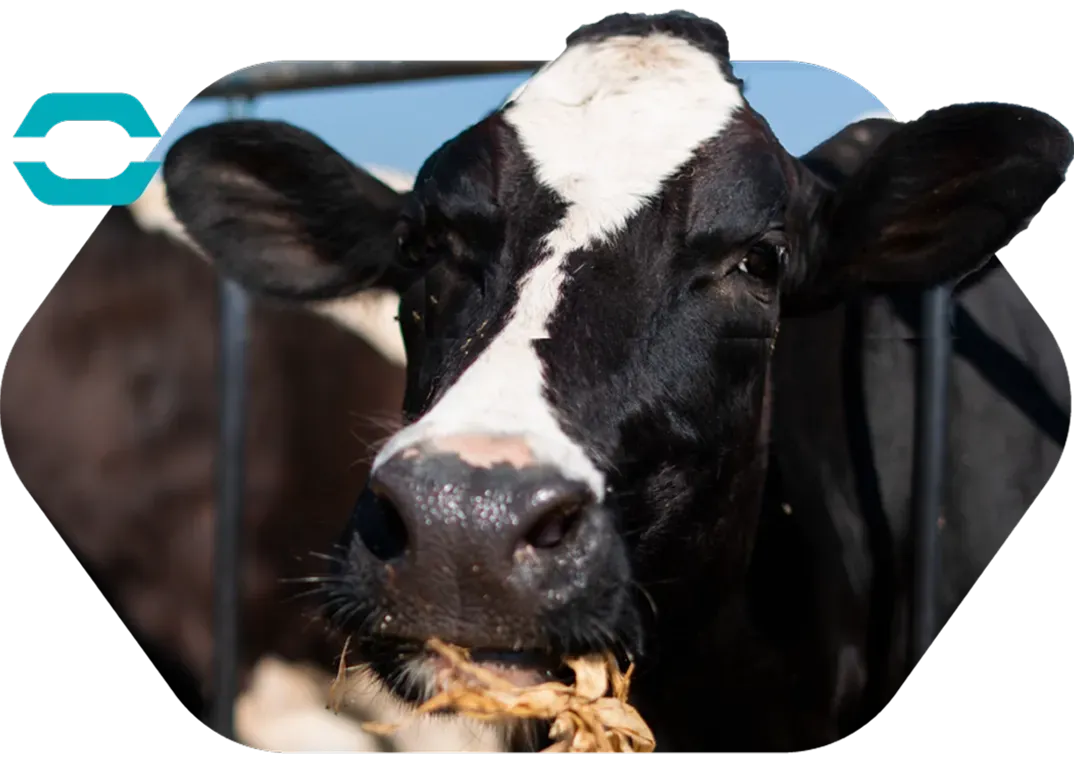 Dairy