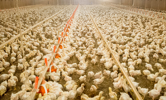 Support birds through everyday challenges with whole plant part phytogenics 
