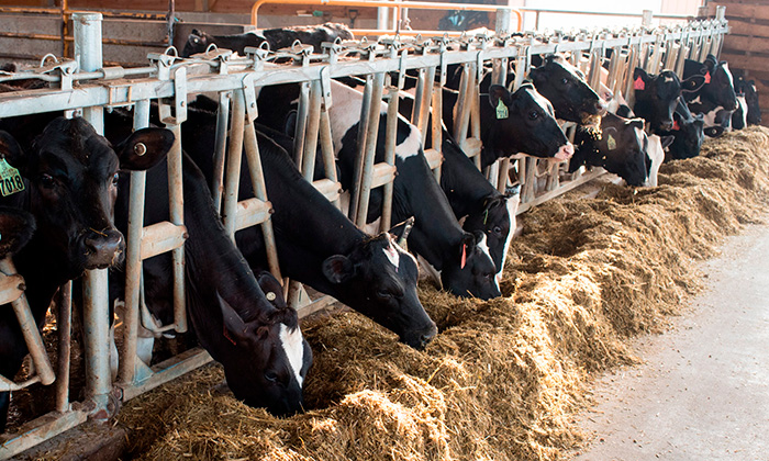 A multi-ingredient approach to managing heat stress across lactations