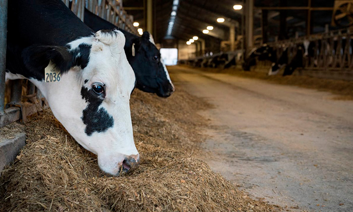 Feed efficiency: Make every pound of feed count