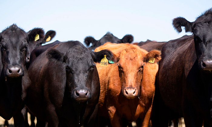 Summer Nutrition Strategies to Support Beef Cattle Efficiency