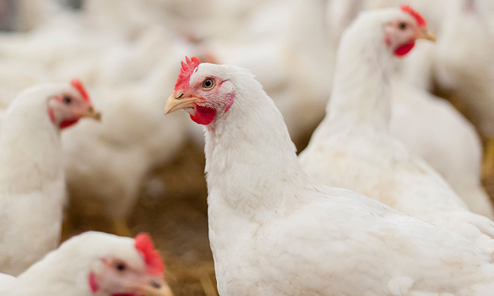 Five Ways Immune Function Influences Feed Efficiency