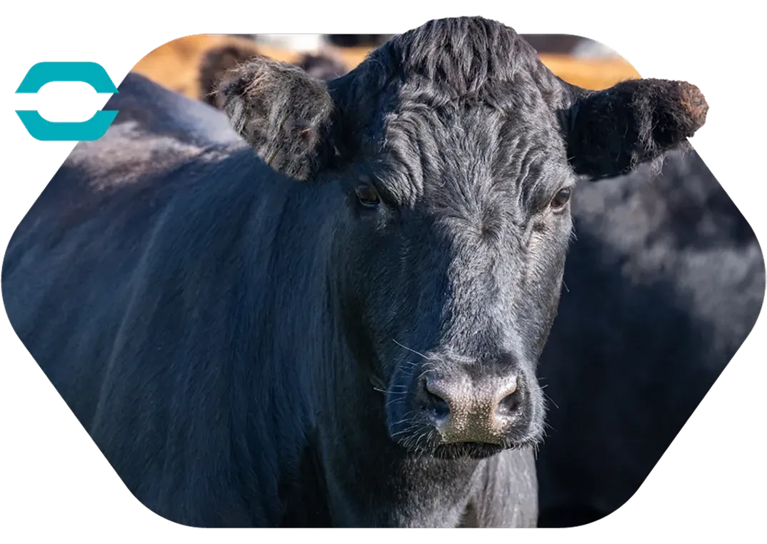 Beef-banner-image