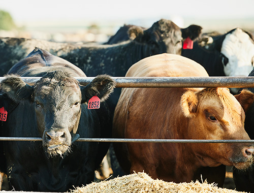 Beef