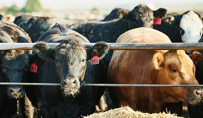 beef-intro-section