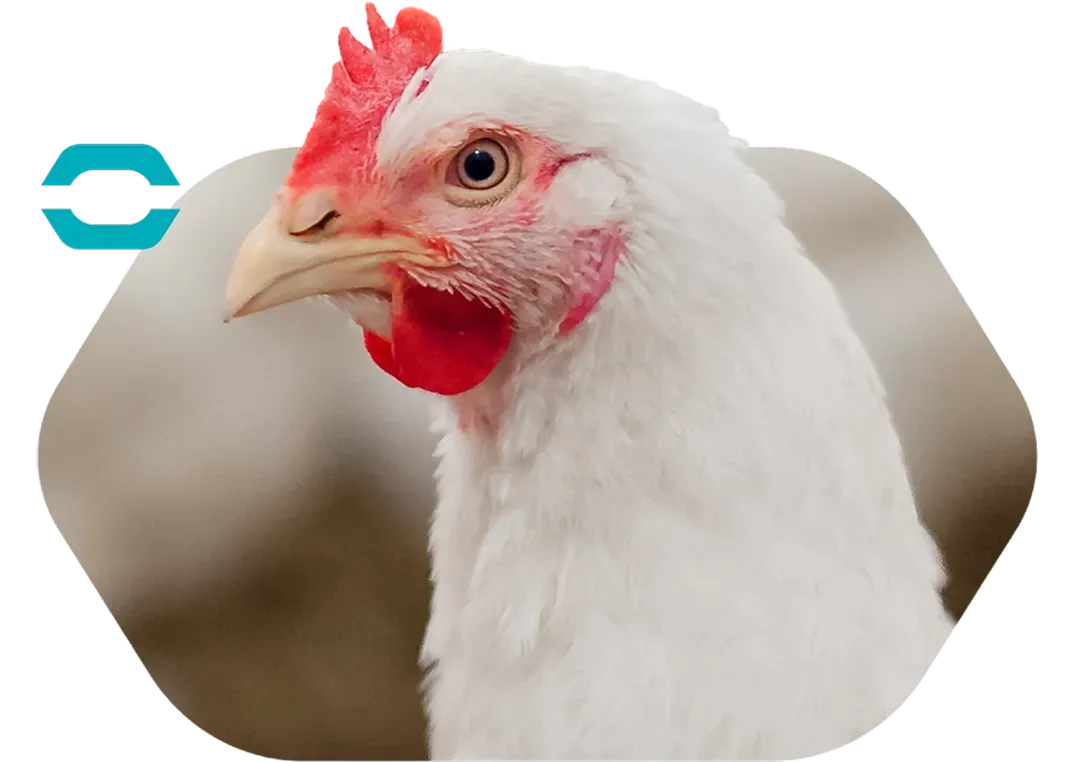 Poultry