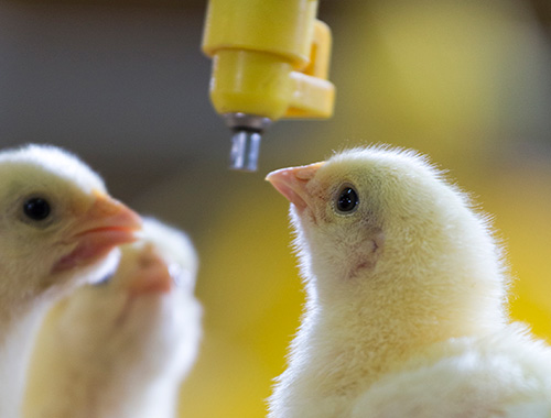 Poultry