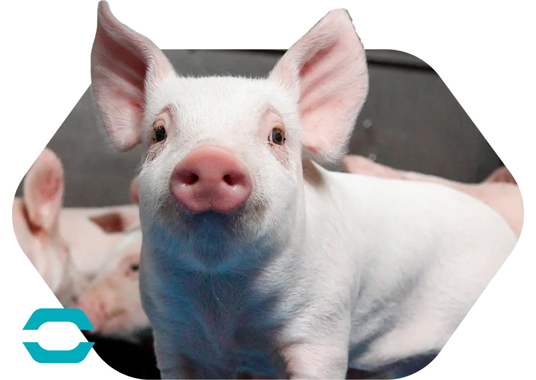 Swine