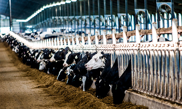 Science behind stress: New data shows synbiotics support transition cow health