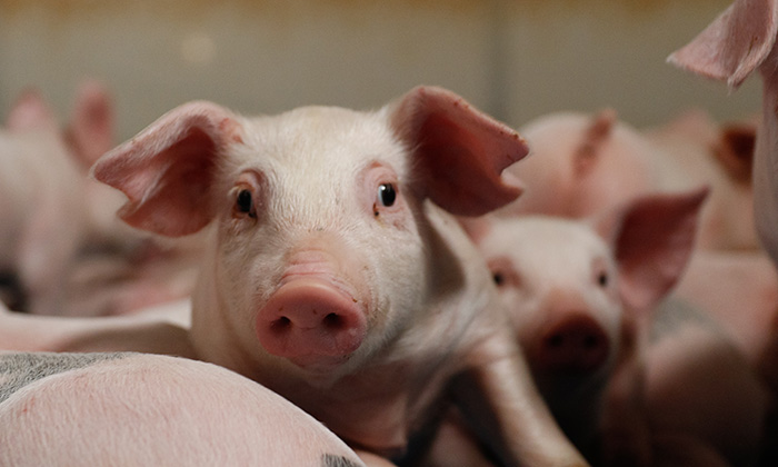 Supporting Sow Performance During Heat Stress