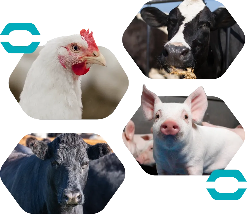 We’re focused on the future of animal health.