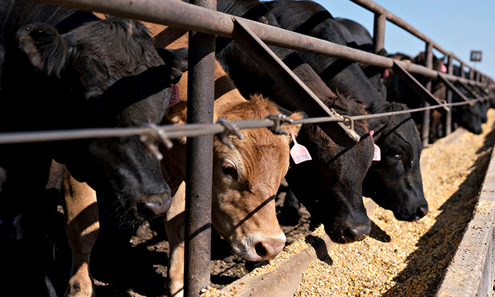 Nutritional strategies to enhance feed efficiency for beef producers